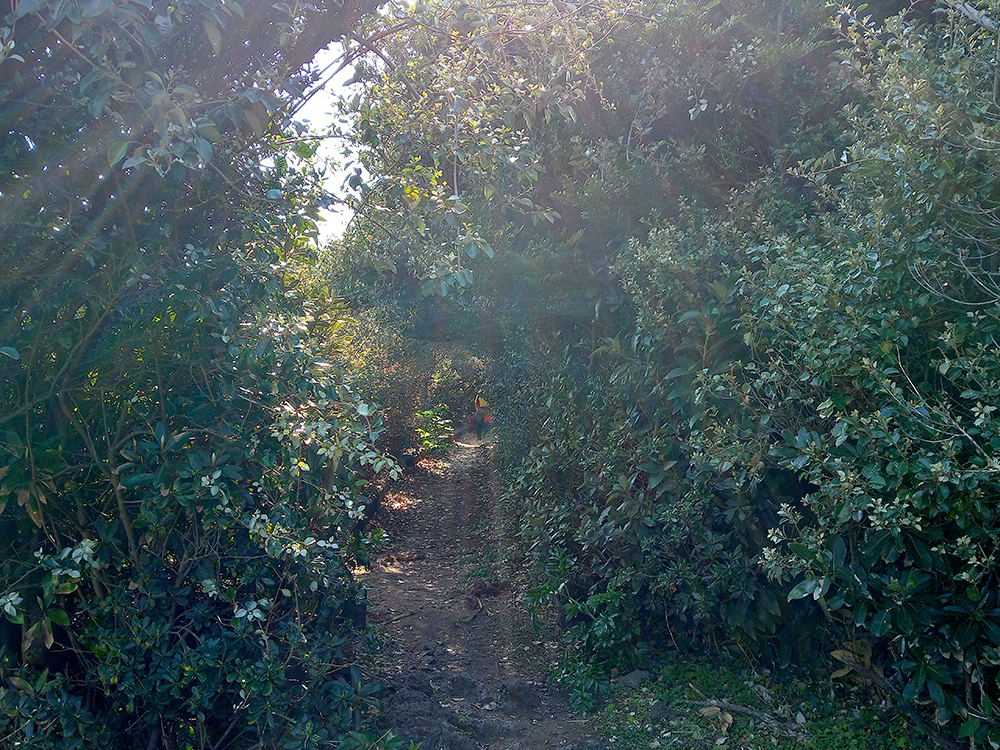 올레4코스, 표선해변에서 남원올레까지