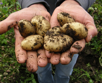 돼지감자 파종 시기와 키우는 방법 완벽 정리! 1