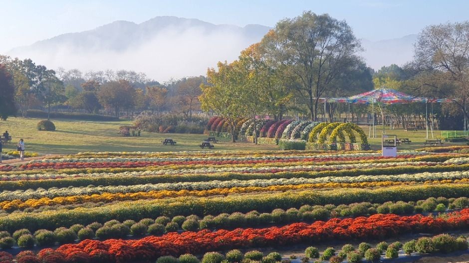 2025 연천 국화축제 일정 및 관람 안내 관련 사진