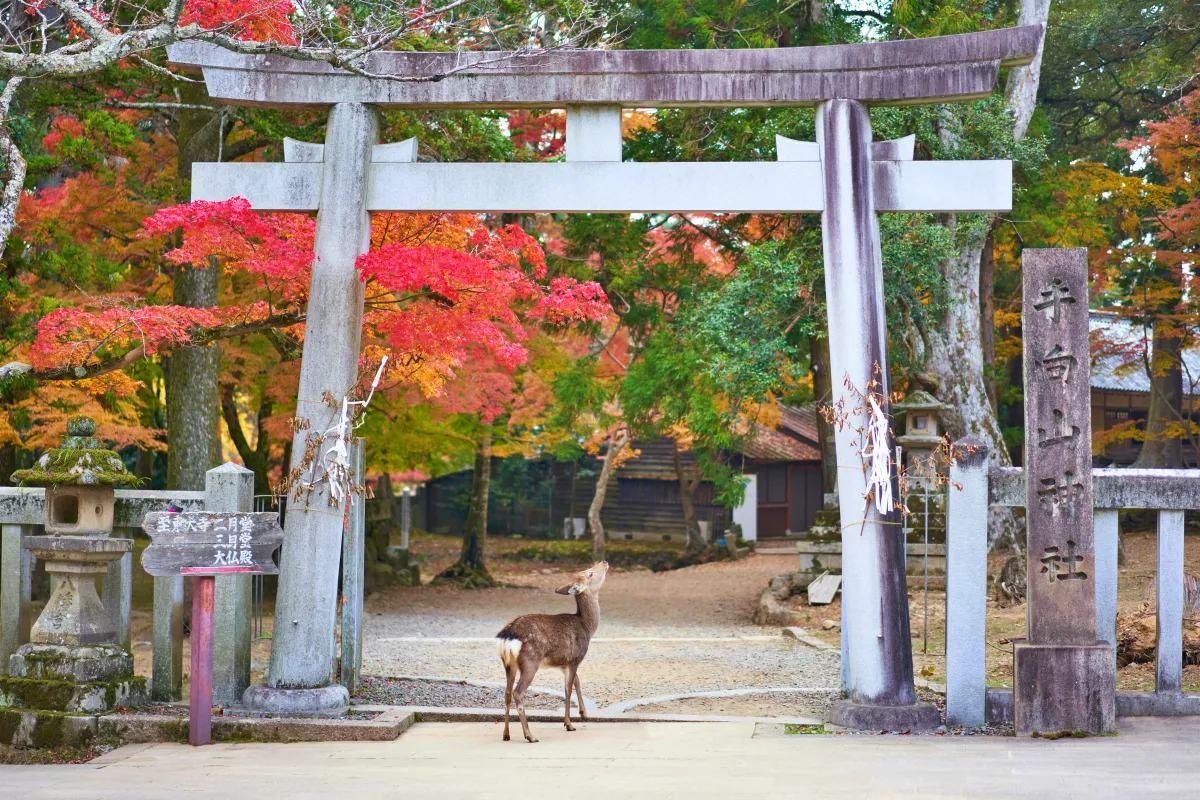일본-나라-사슴공원에-서있는-사슴-한마리