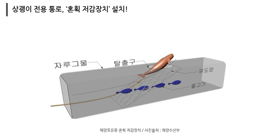 상괭이, 아시나요? 지금 이 순간도 사라지고 있는 바다의 고래