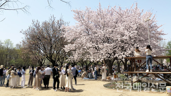 서울숲 벚꽃