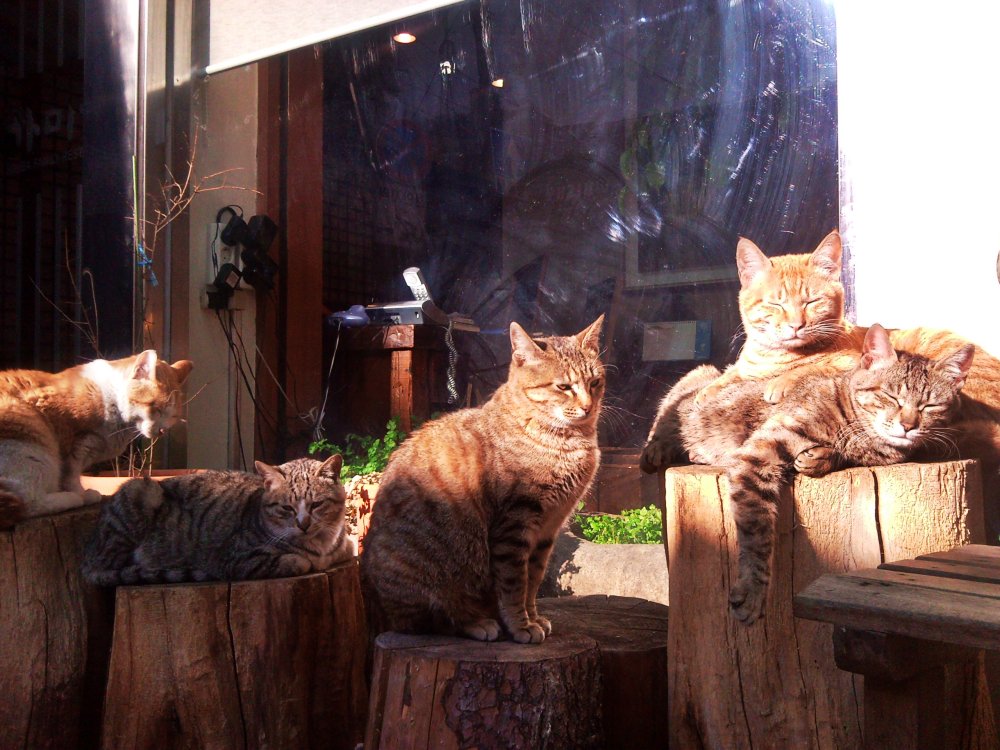 2011년 1월 26일 고갈비 골목 고양이