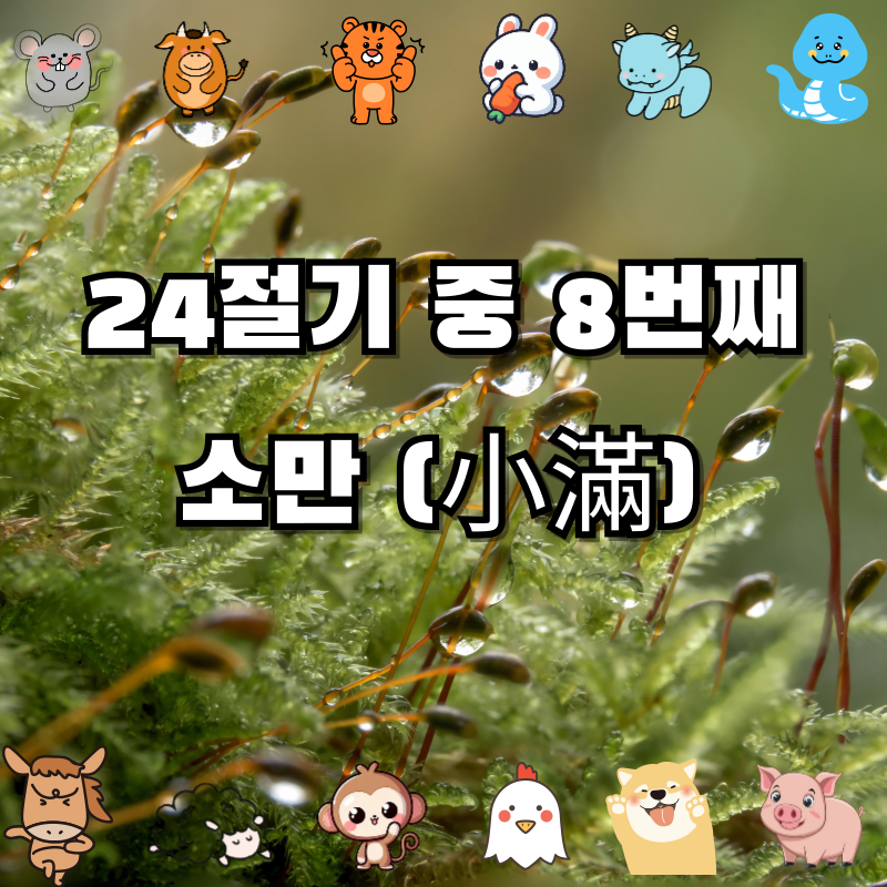 🌿24절기�24절기 여덟 번째 절기, 소만(小滿) — 여름이 차오르기 시작할 때