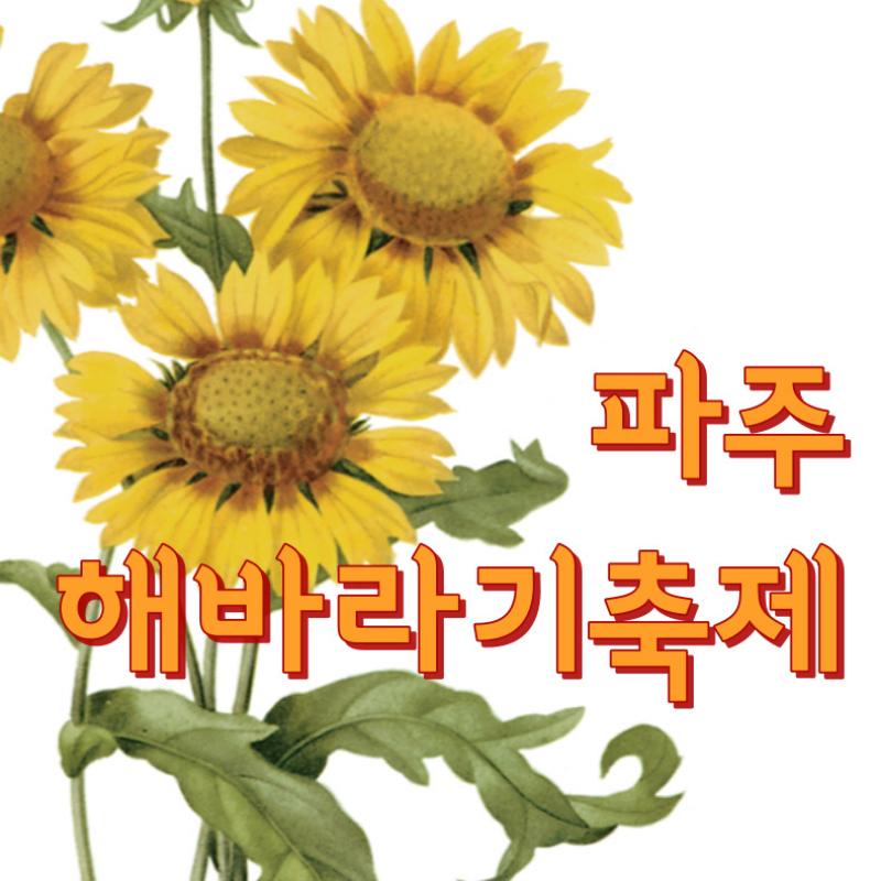 파주 해바라기 축제