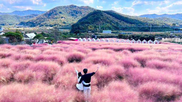 핑크뮬리 (Pink Muhly) 핑크뮬리 절정 시기 (Pink Muhly peak season) 핑크뮬리 명소 (Pink Muhly spots) 핑크뮬리 사진 촬영 팁 (Pink Muhly photography tips) 가을 꽃 (autumn flowers)