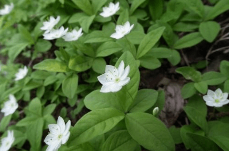 기생꽃이 사라지는 이유: 멸종위기 동식물 관점의 숙주·서식지·교란