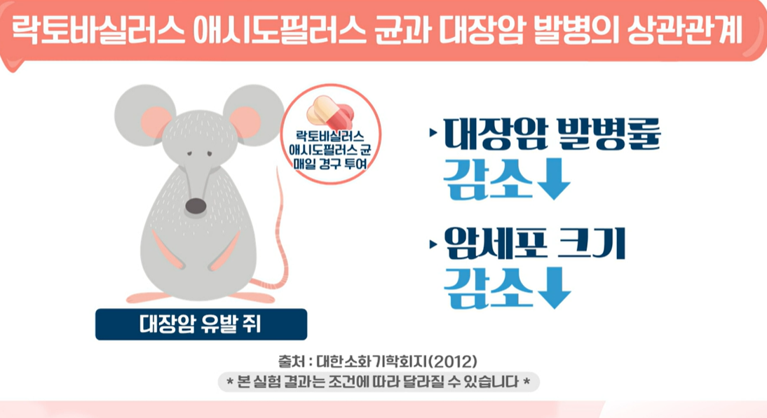 갱년기 유산균 YT1 효능