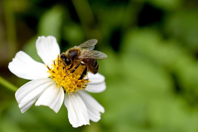 도시 양봉의 역사: 옛날부터 지금까지, 벌과 인간의 이야기