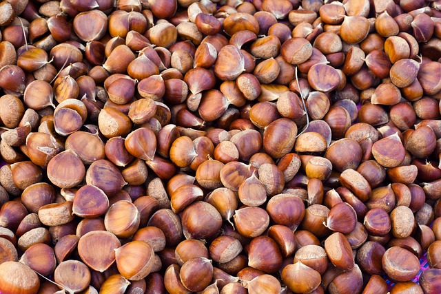 브라질넛 효능 완벽 가이드 - 슈퍼푸드의 놀라운 건강 효과(브라질 넛트)