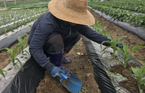 옥수수파종시기(심는시기)&amp;#44; 재배방법 총정리!