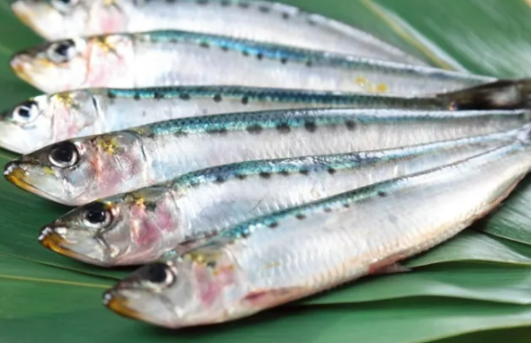 오메가-3가 풍부한 생선(2)