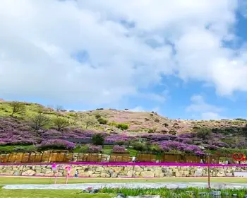 황매산 철쭉축제_15