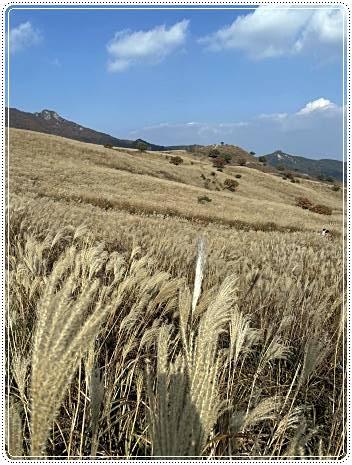 황매산-억새축제