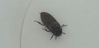 곤충 종류와 특징 생김새 습성 먹이 요약 정리_7