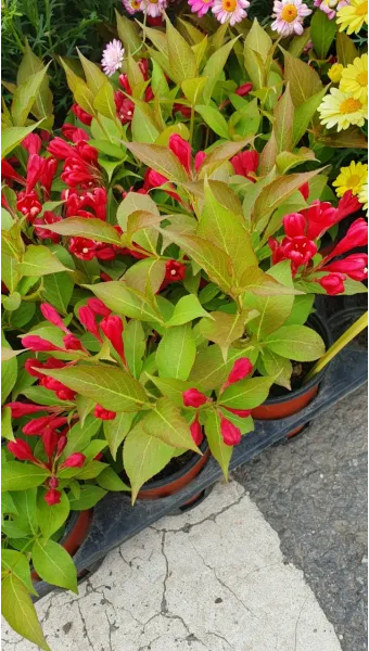 병꽃 무늬병꽃 삼색병꽃 붉은병꽃 아름다운 꽃 종류_16