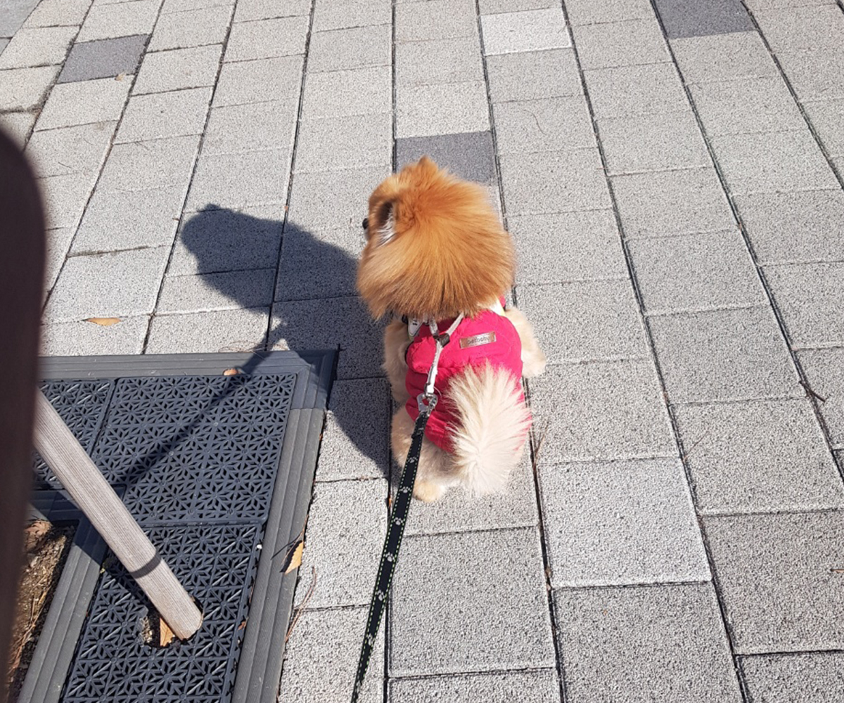 포메라니안 산책하면서 잠시 기다리기