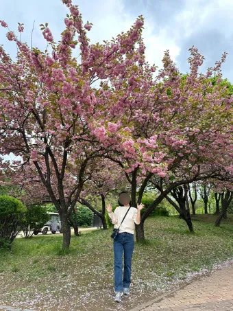 겹벚꽃 개화시기 숨겨진 명소_16