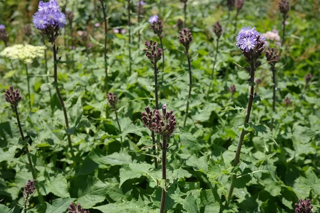 고들빼기 파종시기 심는시기 수확시기 농작물 재배_8