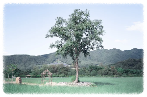 고석정 꽃밭축제