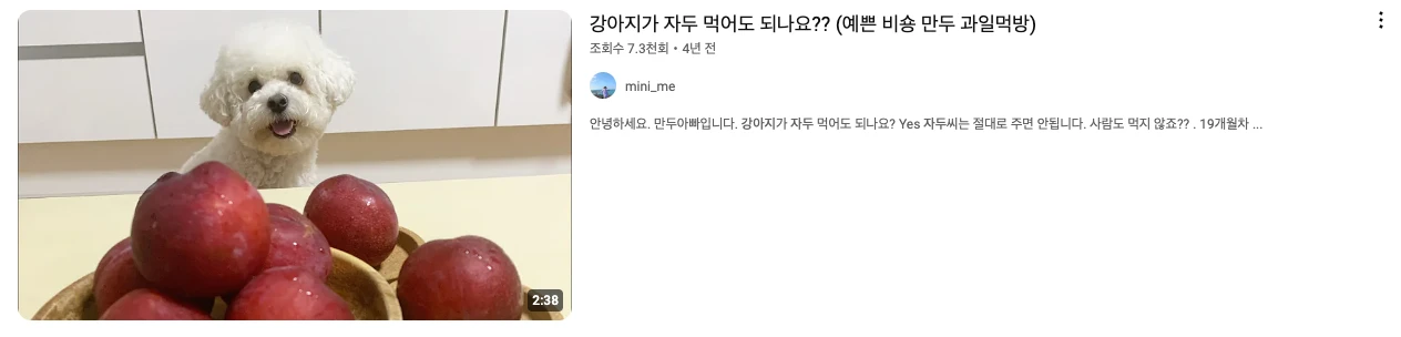 강아지 자두 유튜브