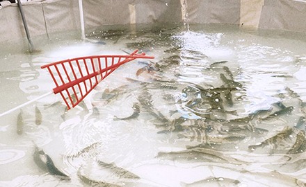 포천 백운계곡 동장군축제