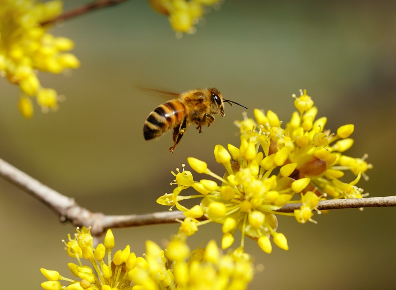 경기도 이천 이천백사 산수유꽃축제