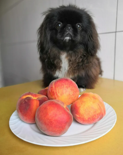 강아지 천도복숭아 먹어도 될까? 안전한 급여 방법