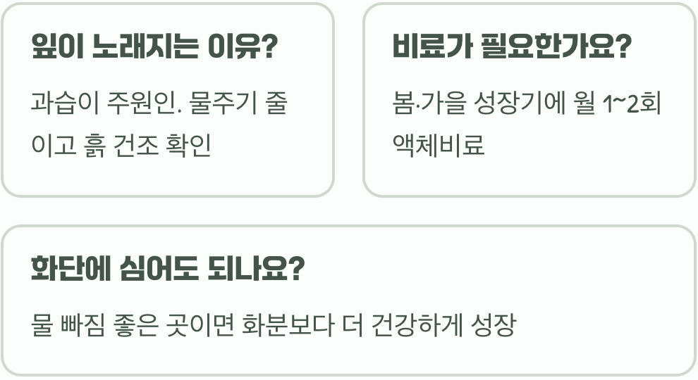 어버이날 받은 카네이션 화분, 내년에도 꽃 보려면 이렇게 관리하세요!