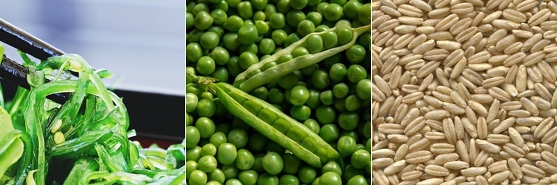 갑상선 기능 저하증 식이요법 주의 사항