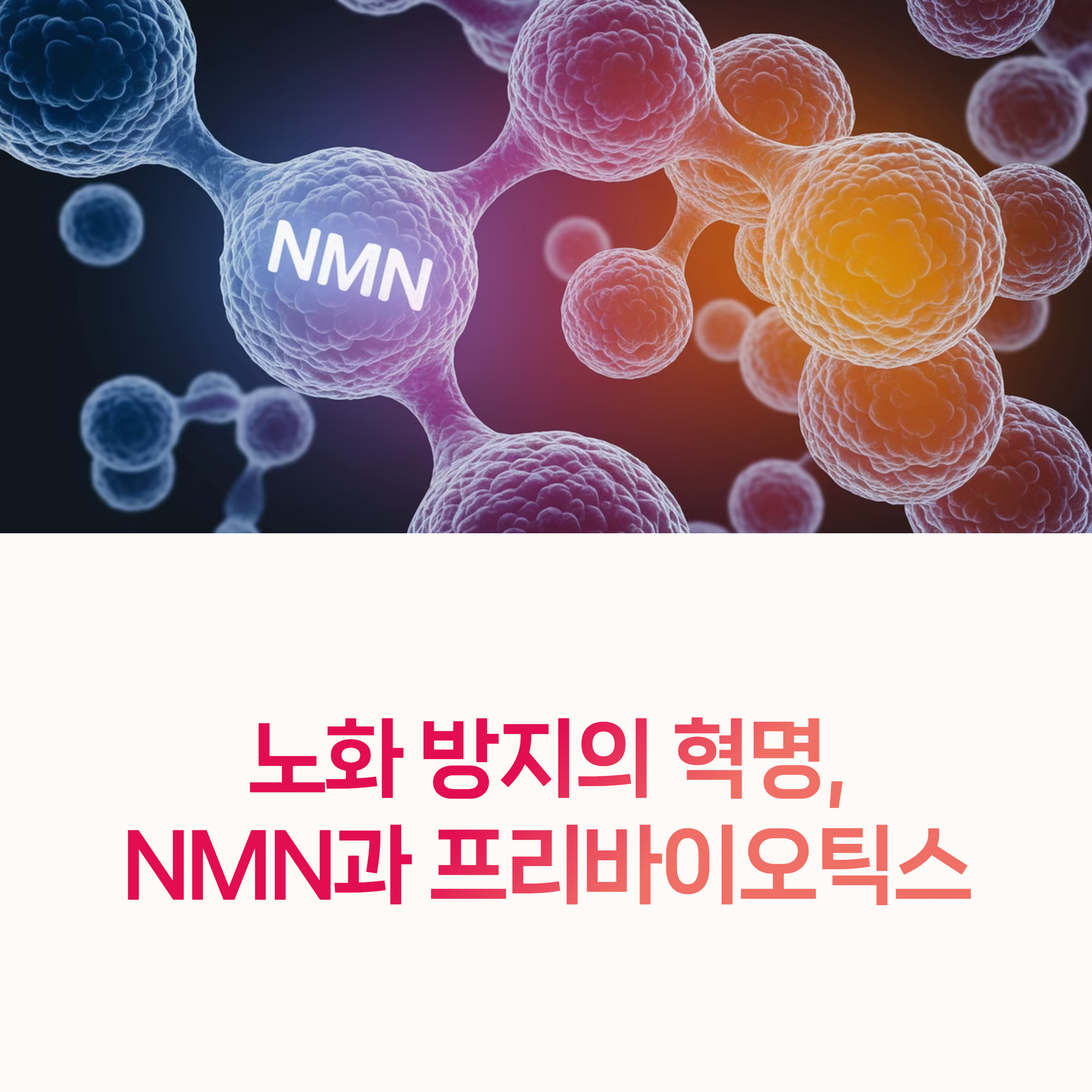 NMN, 프리바이오틱스,