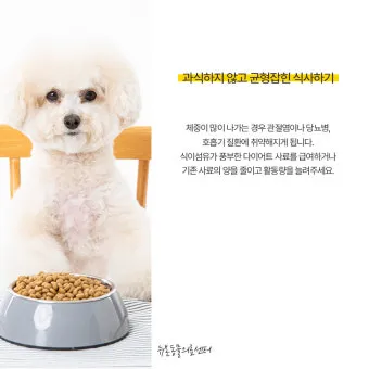 강아지 오래사는 신장관리 비법 생활습관_17