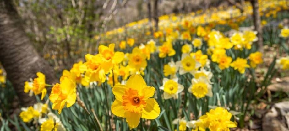 화담숲 봄 수선화 축제