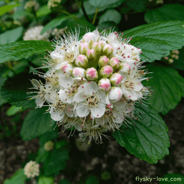 당뇨에 좋은 국수나무