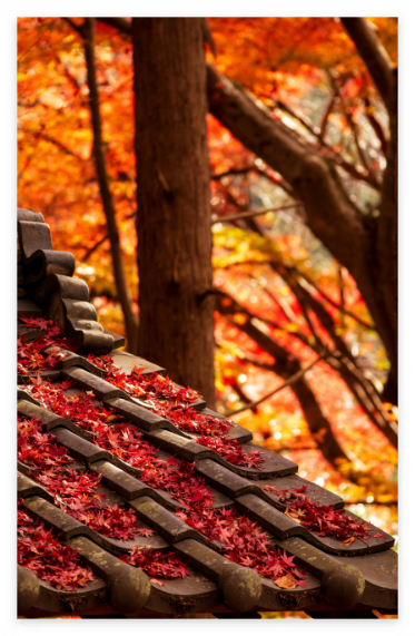 단풍절정 10월 사진