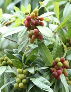 소귀나무 열매2