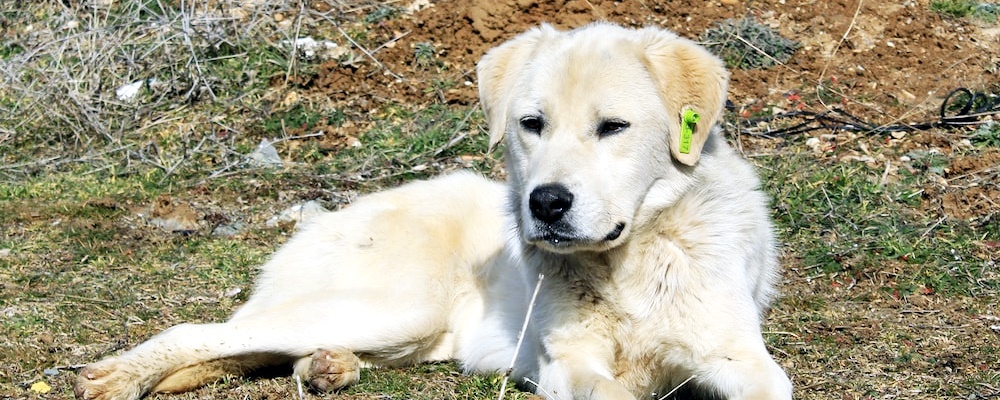 강아지 발바닥 핥기