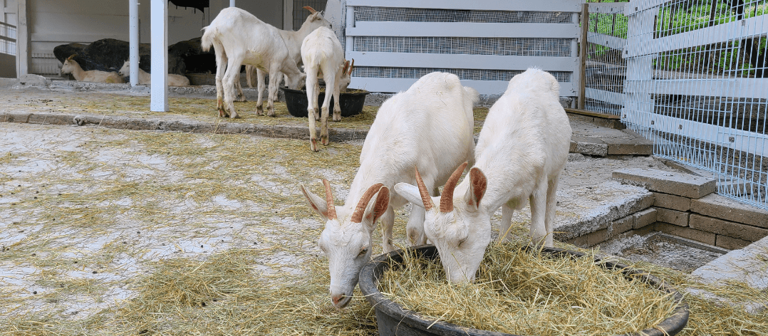 피나클랜드 수목원 동물체험장