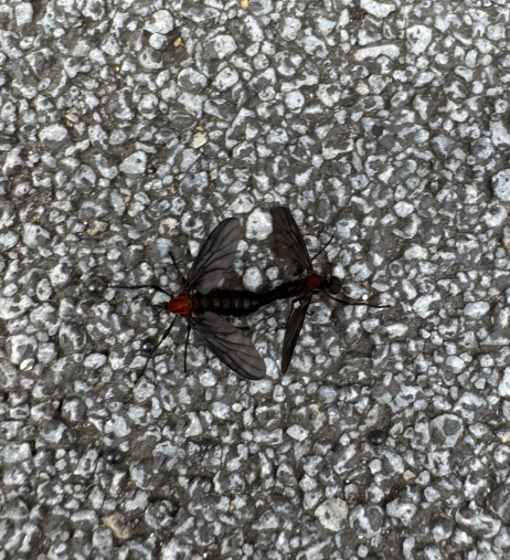 러브버그 퇴치 및 예방법