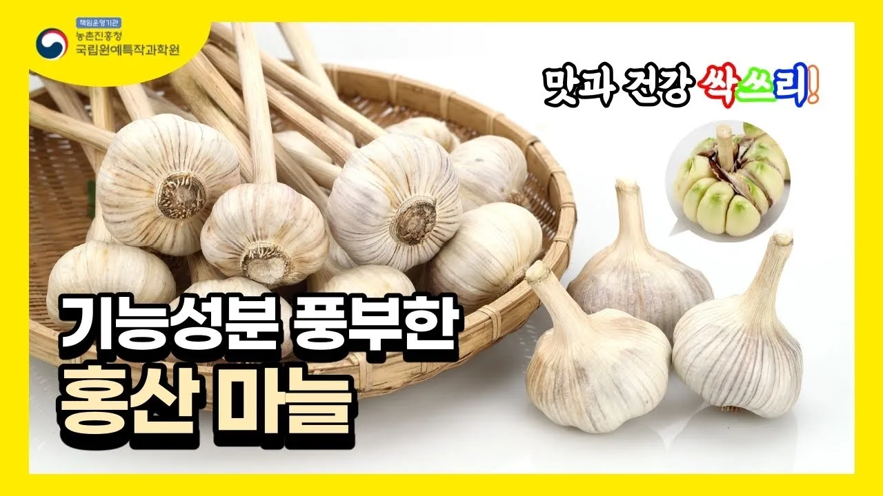 홍산마늘 효능 수확시기 재배법 주아 정리 정보_6