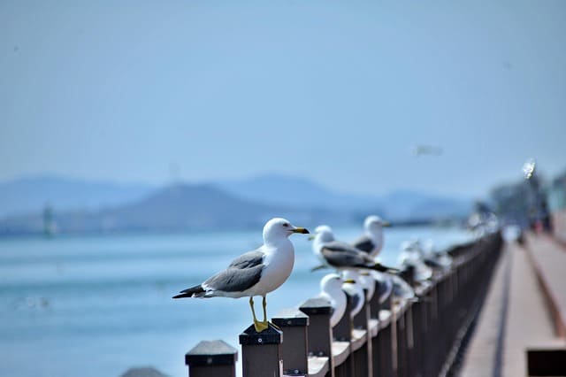 교동도 화개정원