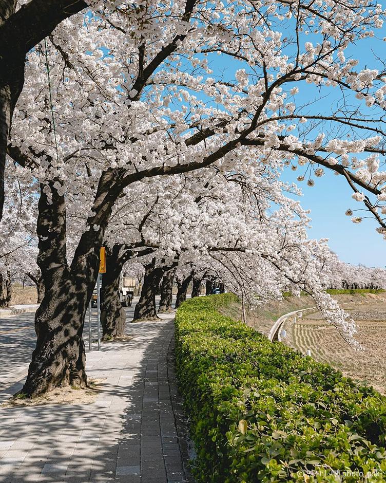벚꽃 추천 명소