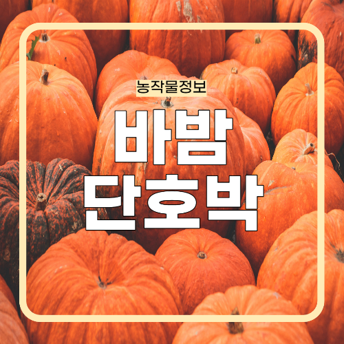 바밤단호박