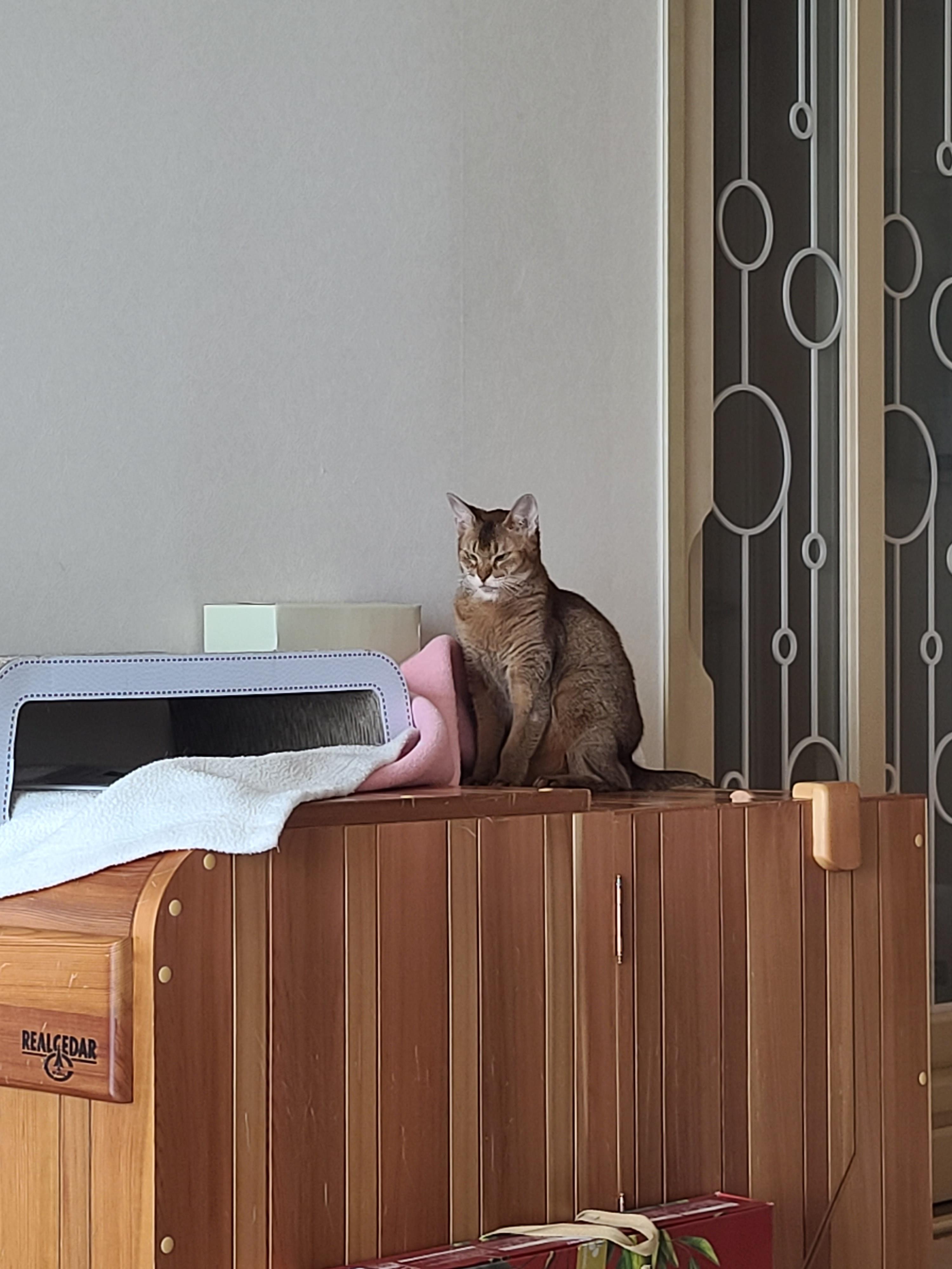 우리집엔 비싼 고양이들 숨숨집이 있다. 건식반신욕기 숨숨집.