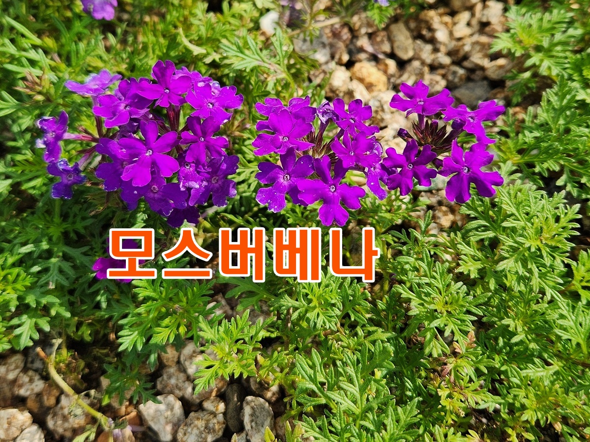 모스버베나