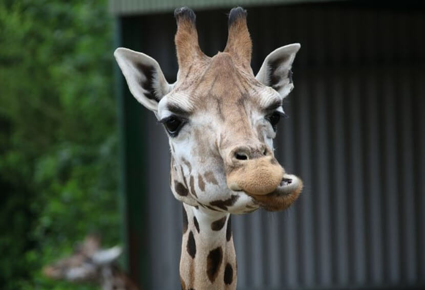건강하게살빼기 건강하게살빼는방법