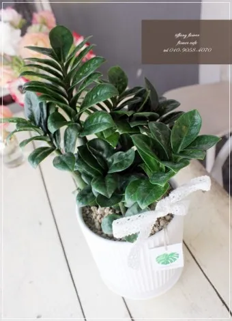 금전수 물주기 과습예방 배수층 만들기 흙선택 시니어도 편한 관리_9