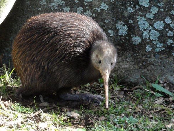 세로무늬키위는 어떻게 의사소통을 하는가?