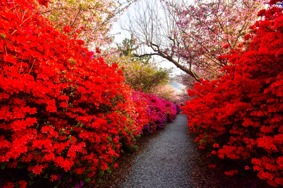 강진 서부해당화 봄꽃축제 기본일정과 프로그램 소개