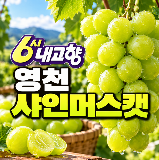 6시 내고향 영천 샤인머스캣 어디서 사나? 포도 명인 탐스러운 포도원 주문 정보